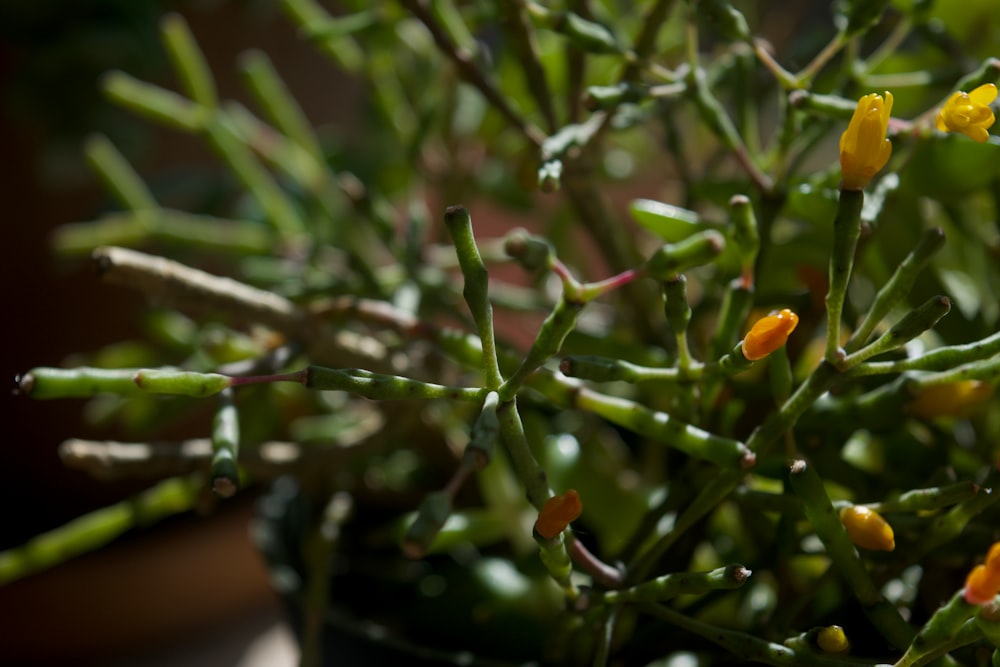 a close up of a plant with yellow flowers