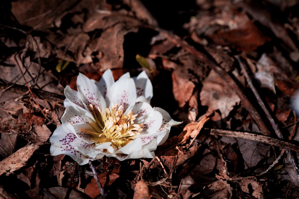 a white and yellow flower on the ground