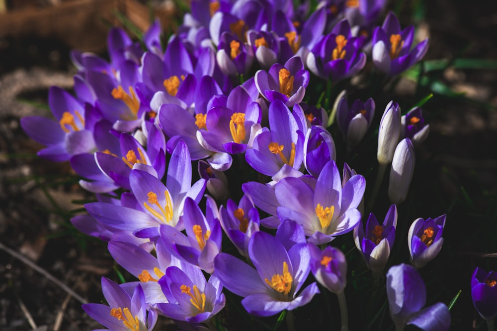 a bunch of purple flowers that are in the dirt