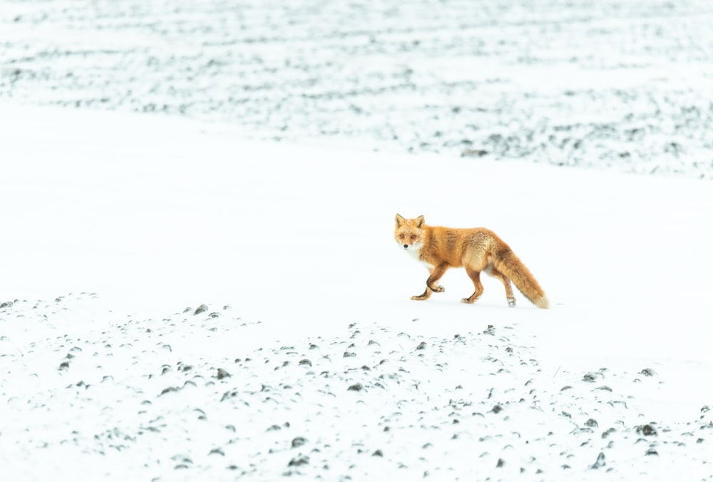 a red fox walking across a snow covered field