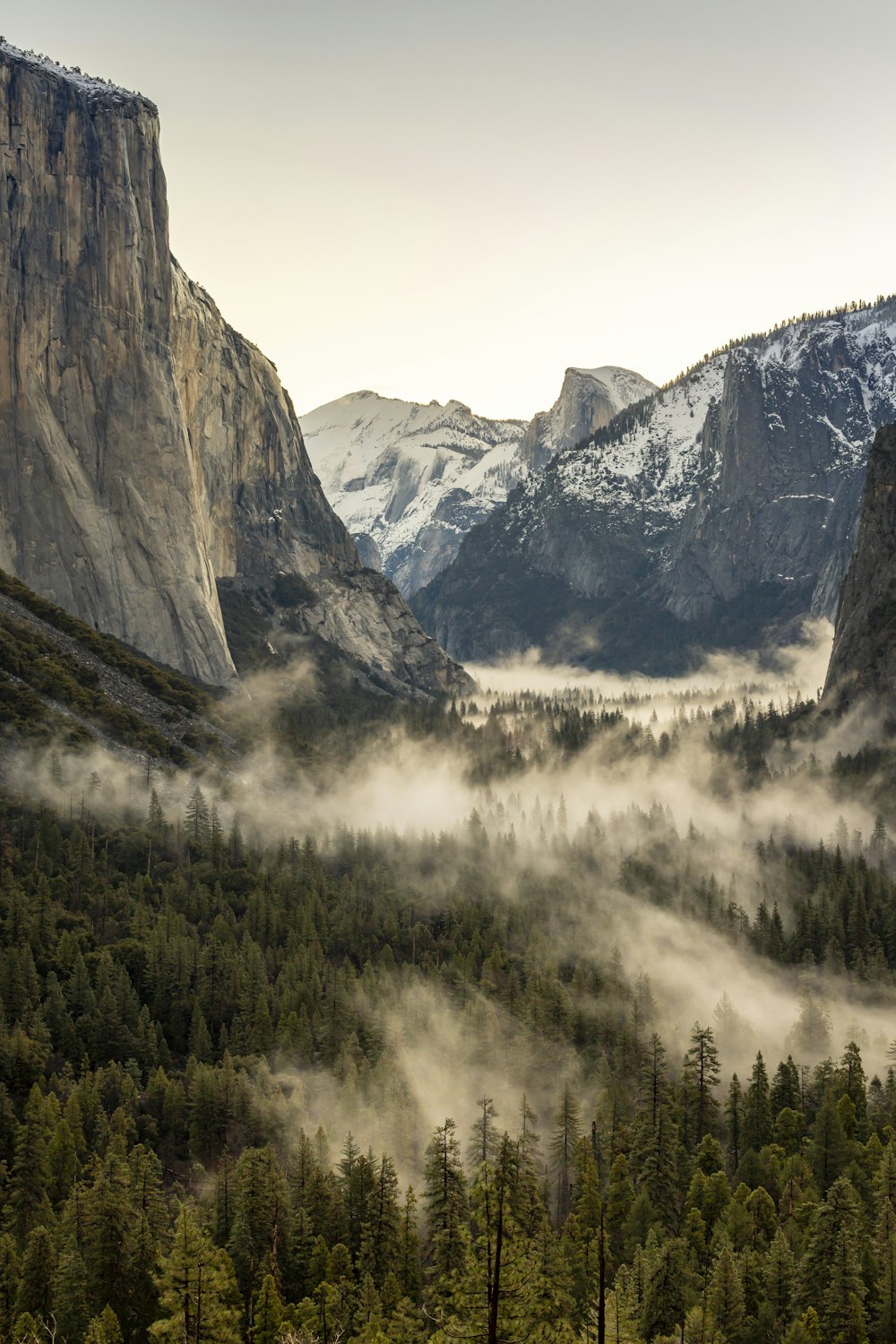 a valley filled with lots of trees covered in fog