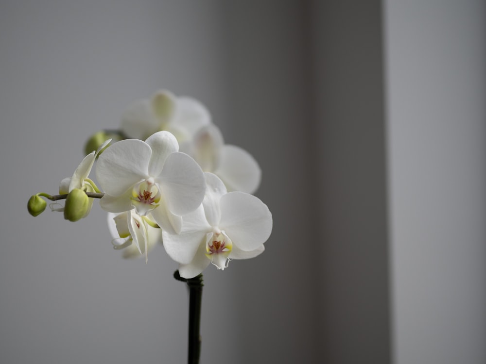 a close up of a white flower in a vase