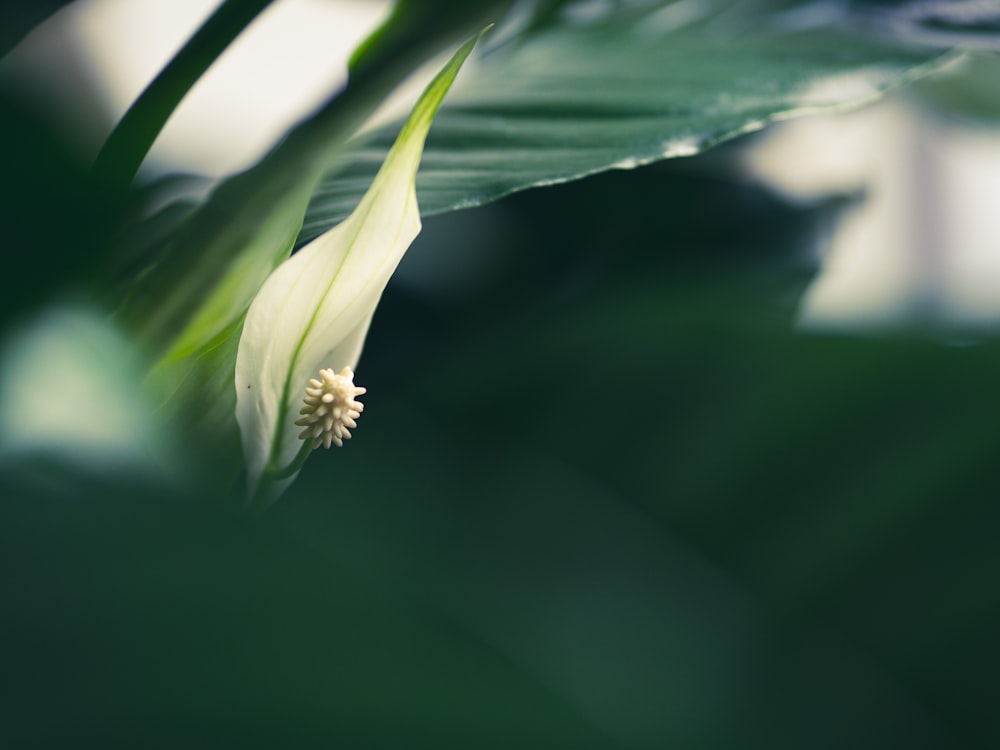 a close up of a white flower on a green leaf