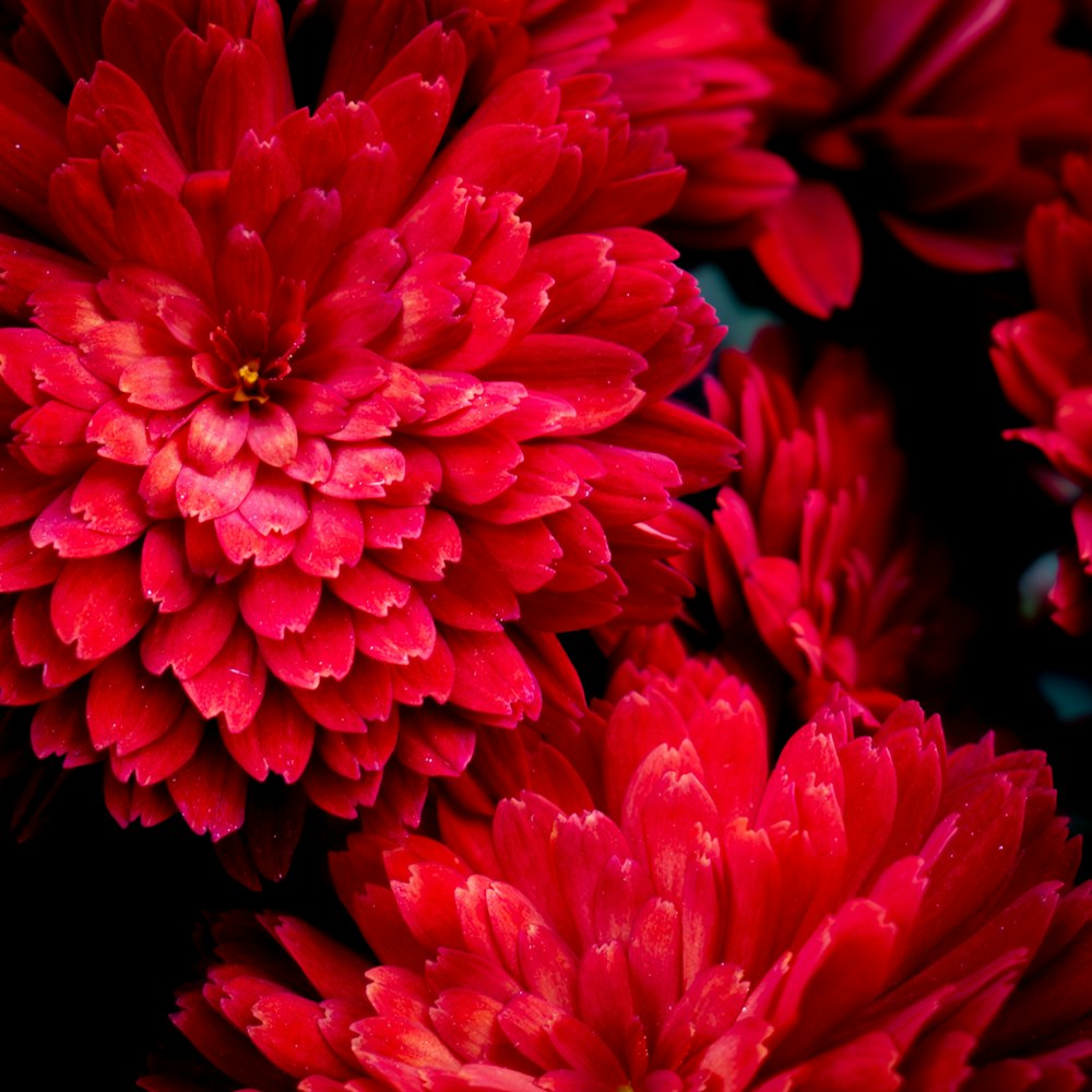 a close up of a bunch of red flowers