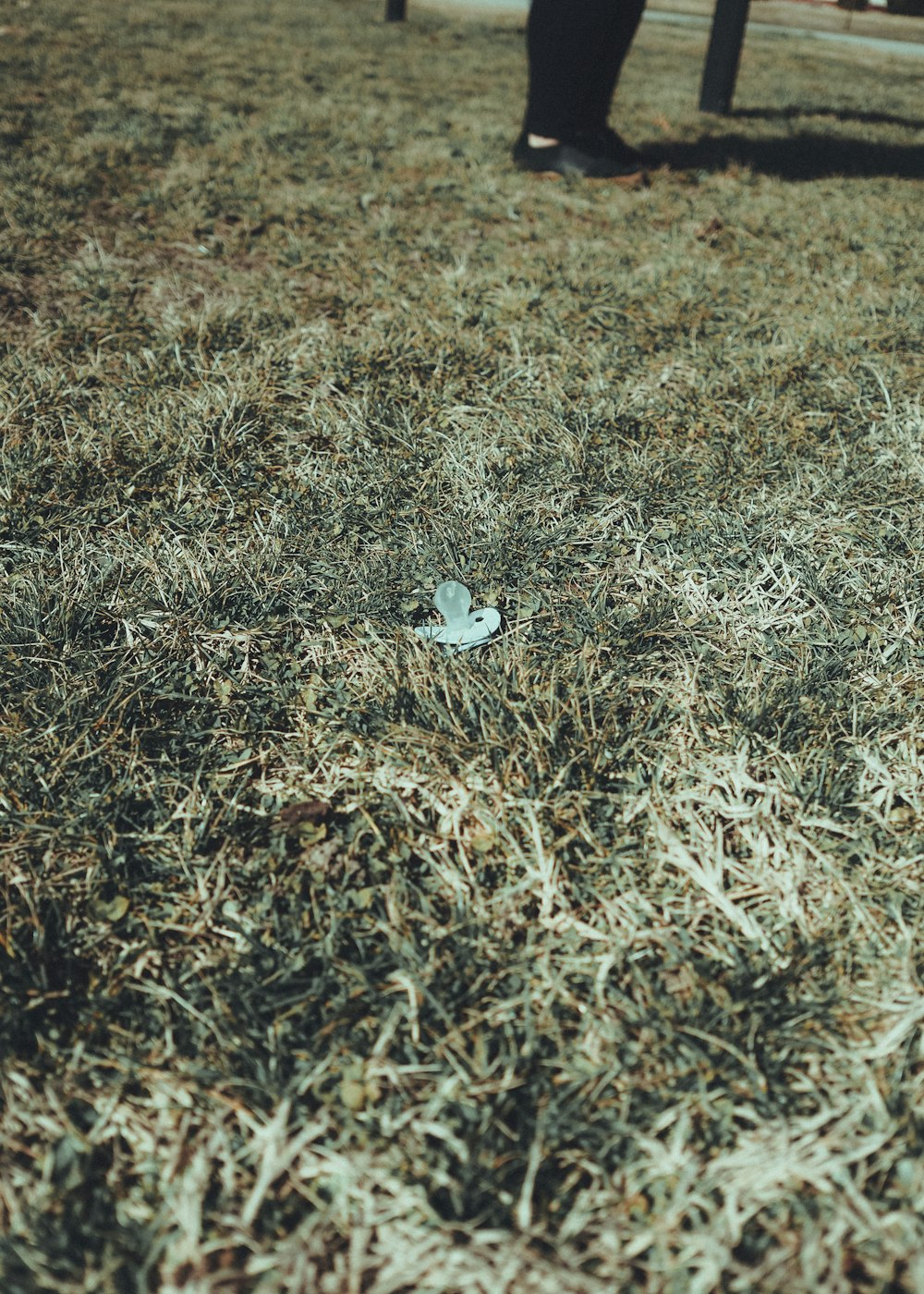 un papillon bleu assis sur un champ couvert d’herbe