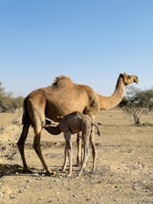 a mother camel and her baby in the desert