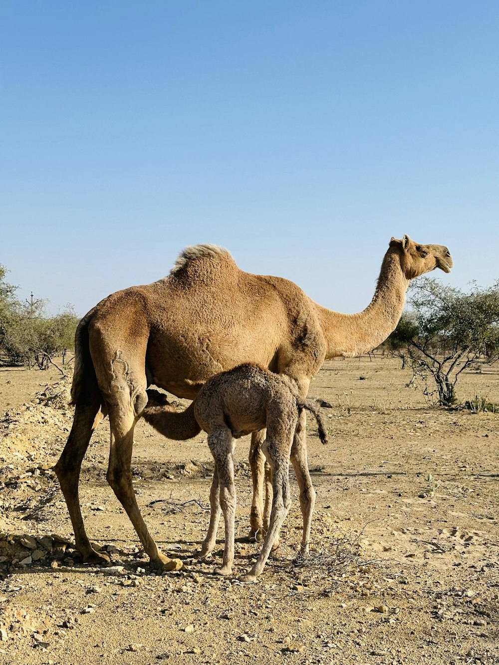 a mother camel and her baby in the desert