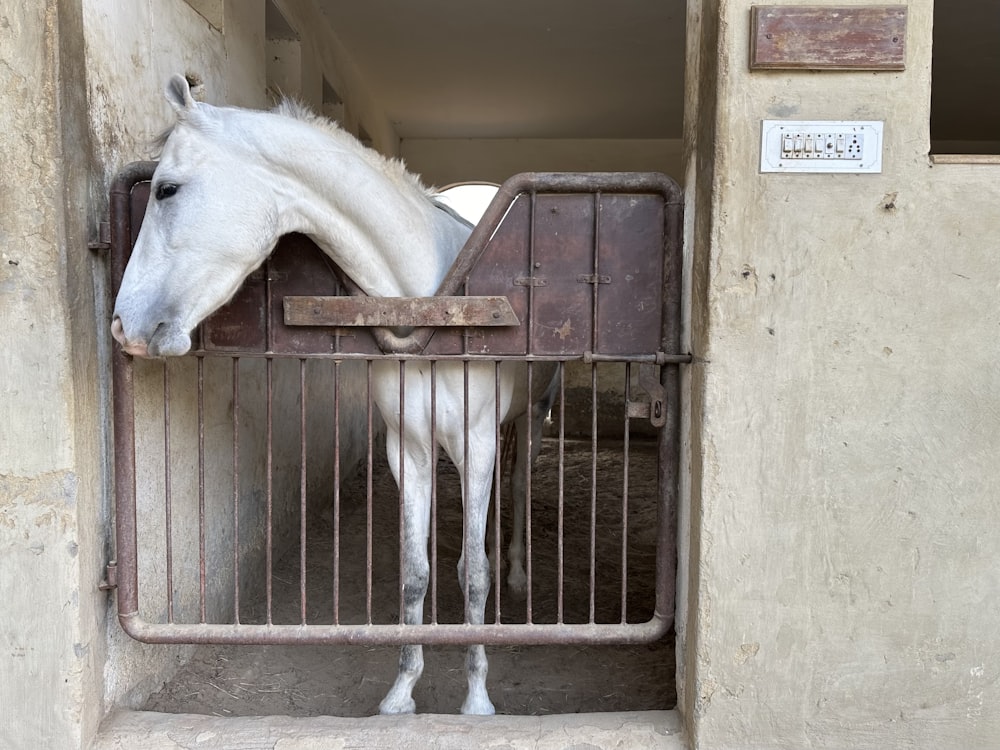 Un caballo blanco está parado en un establo