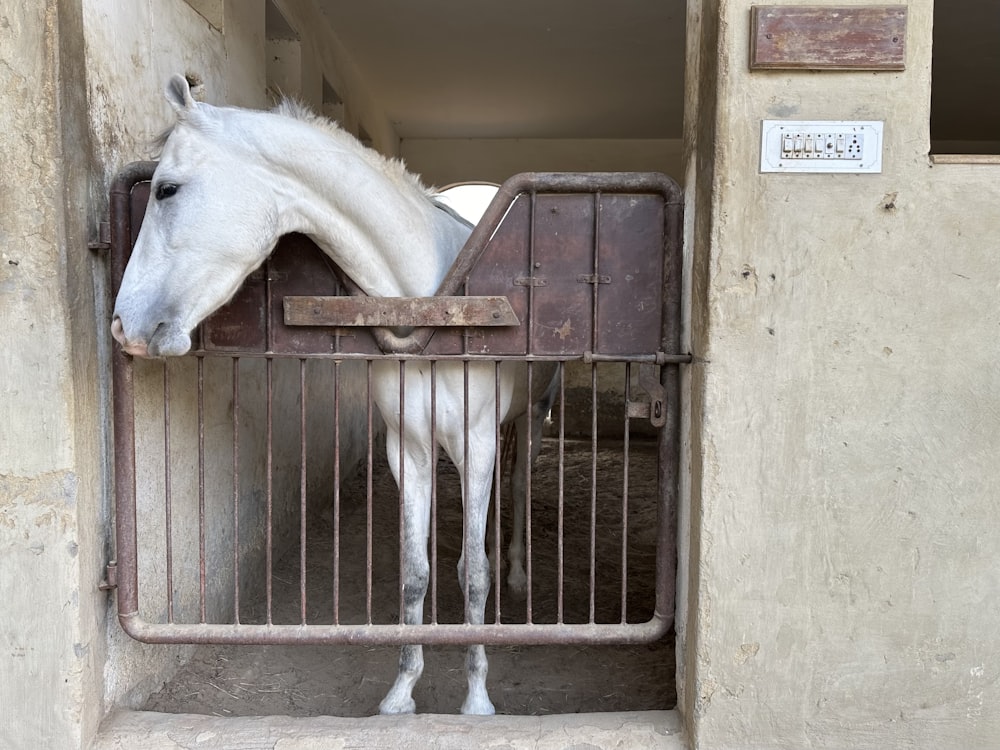 a white horse is standing in a stable