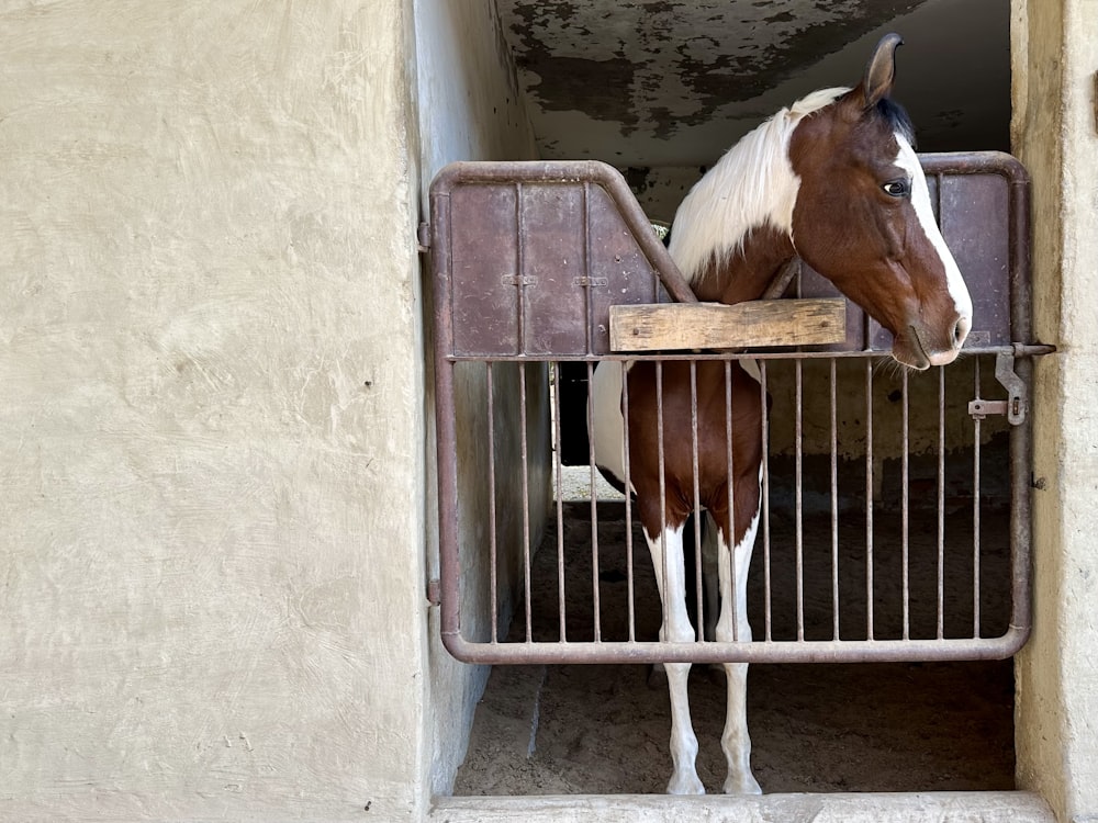 a brown and white horse standing inside of a stable