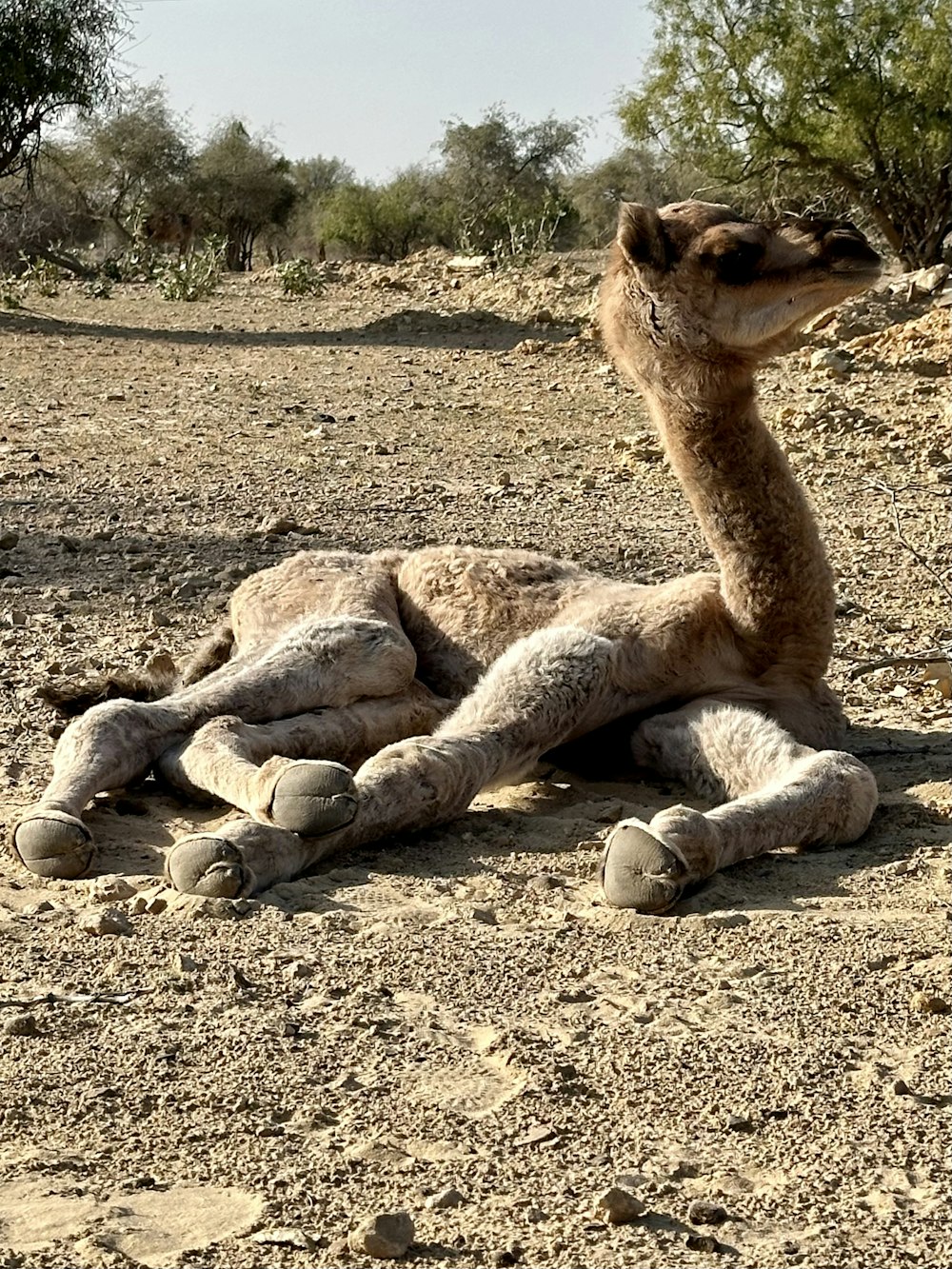 une autruche couchée sur le sol dans le désert