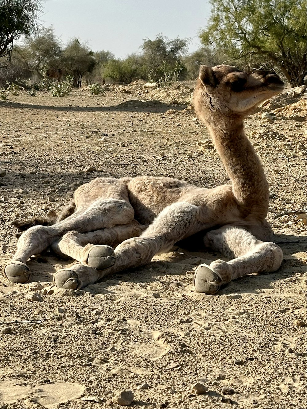 an ostrich laying on the ground in the desert