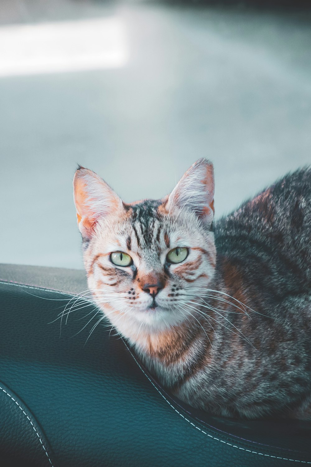 a cat sitting on the seat of a car