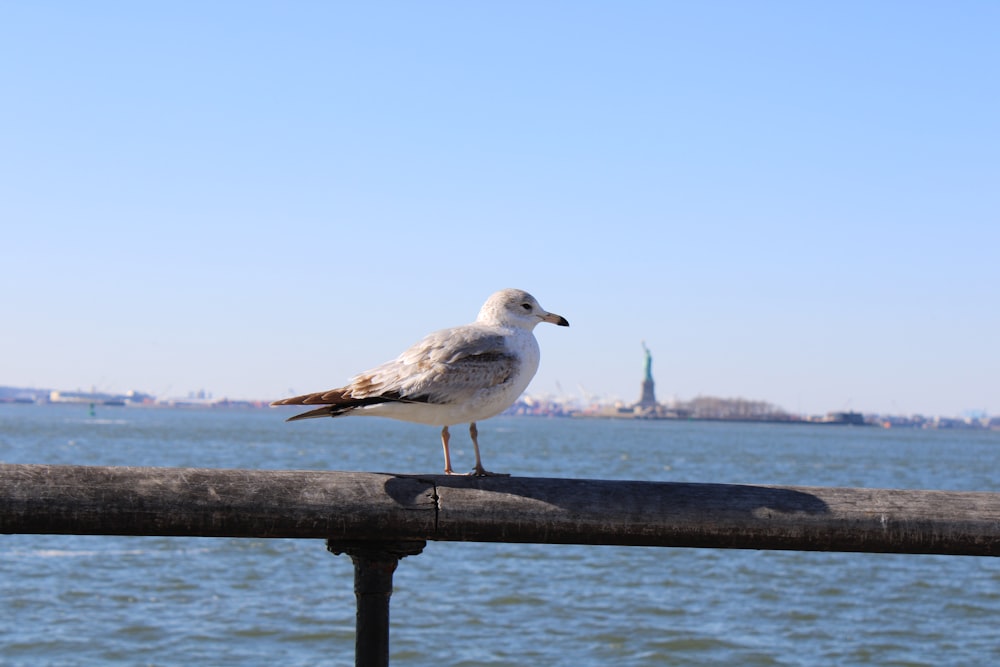 a seagull is standing on a rail by the water