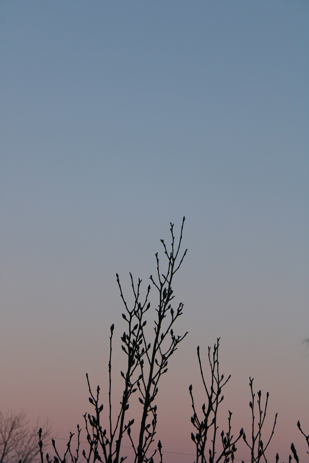 a bird sitting on top of a tree branch