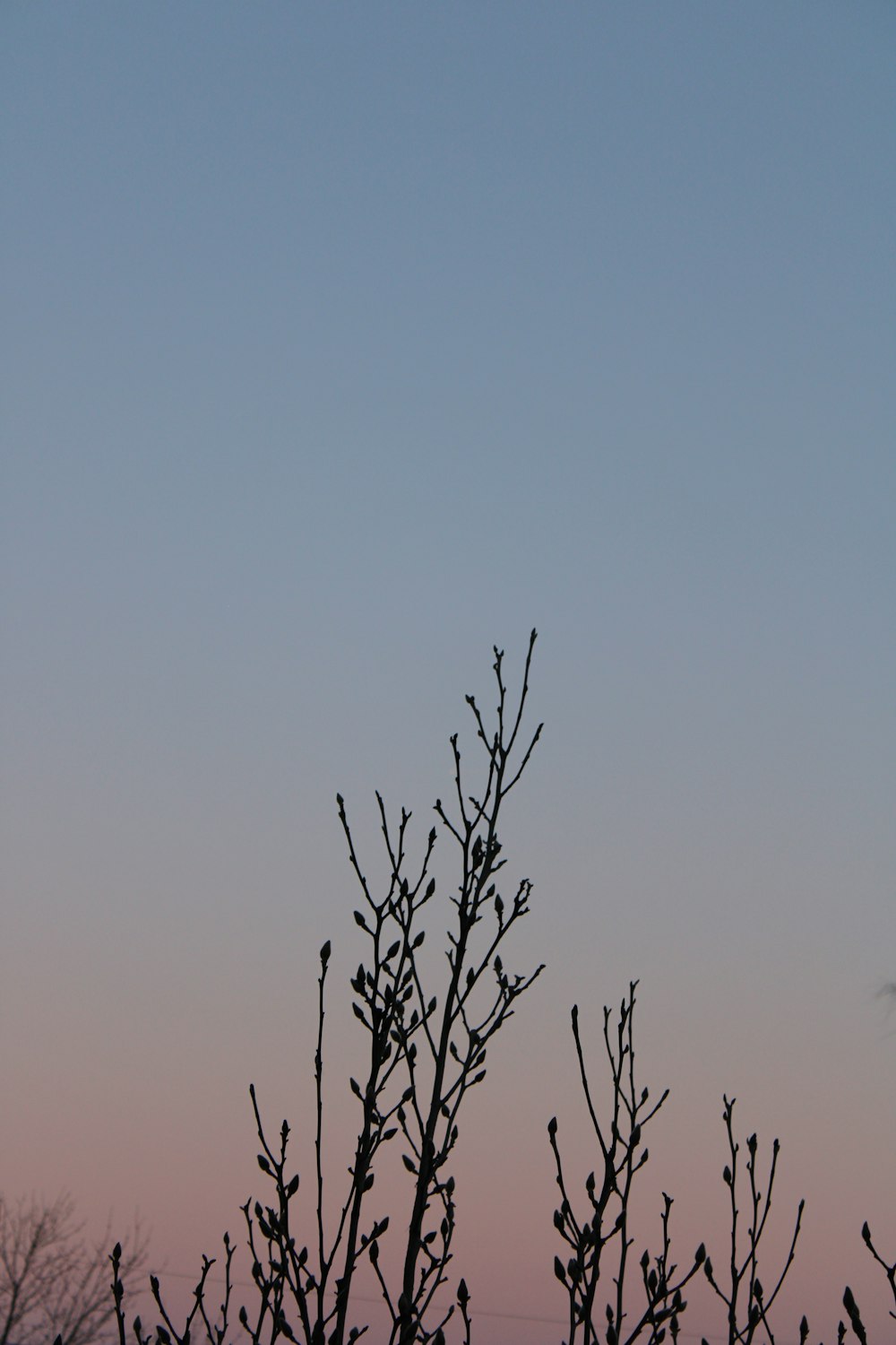 un uccello seduto in cima al ramo di un albero