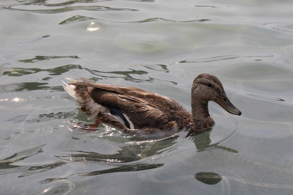 a duck floating on top of a body of water