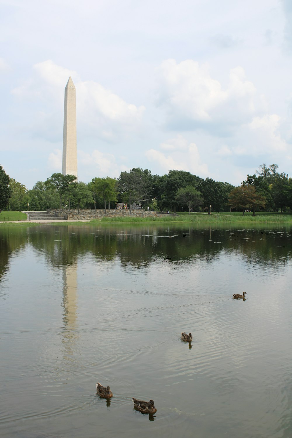 Anatre che nuotano in uno stagno di fronte al monumento di Washington