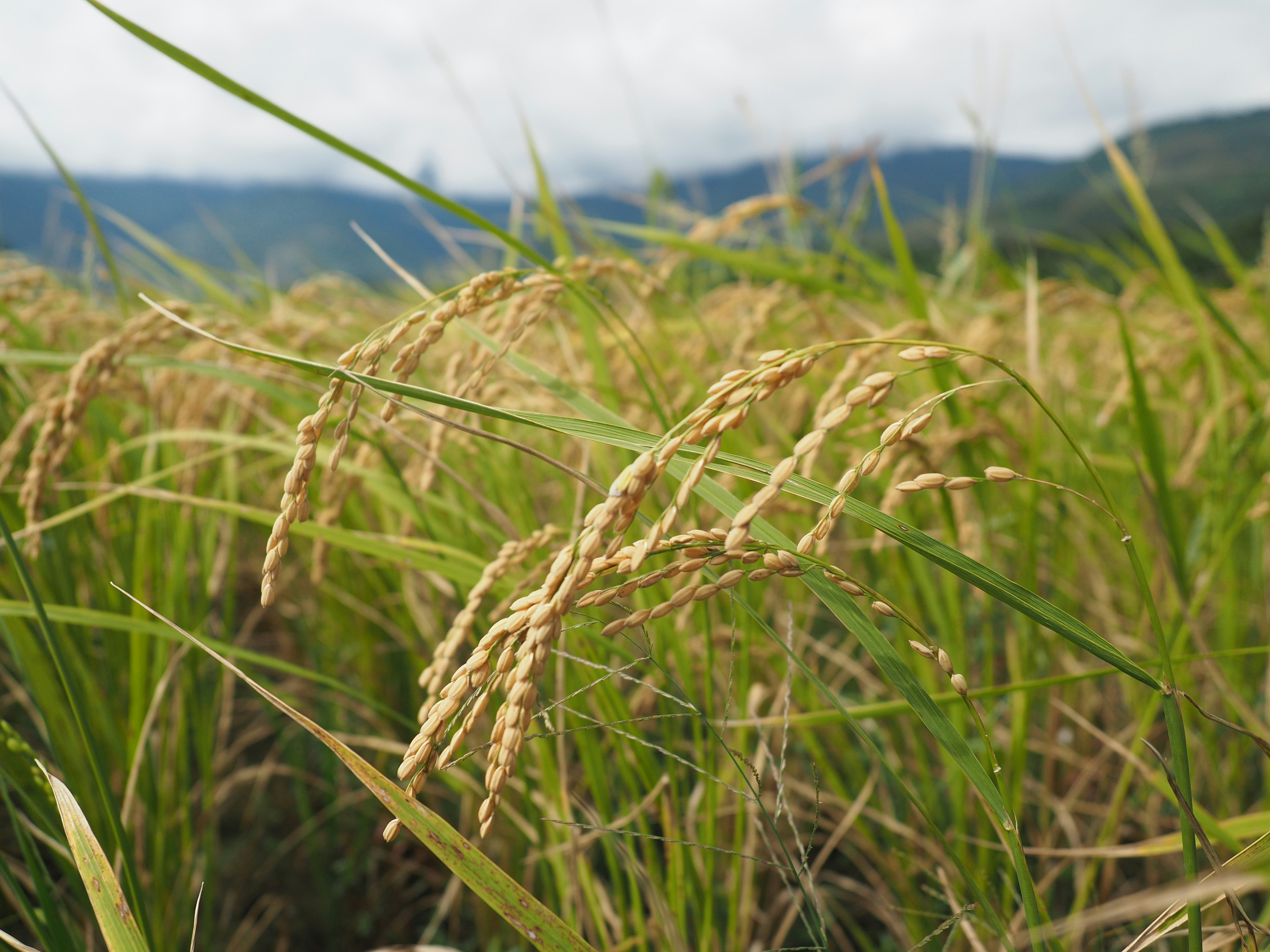 a field of grass with mountains in the background