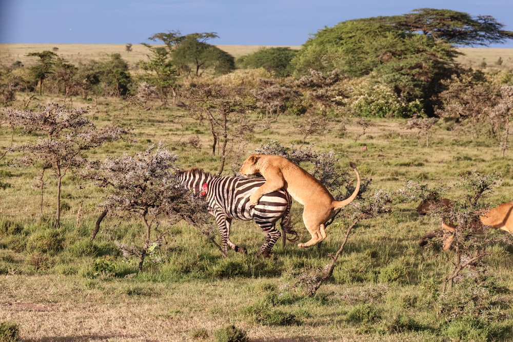 a zebra and a dog fighting in a field