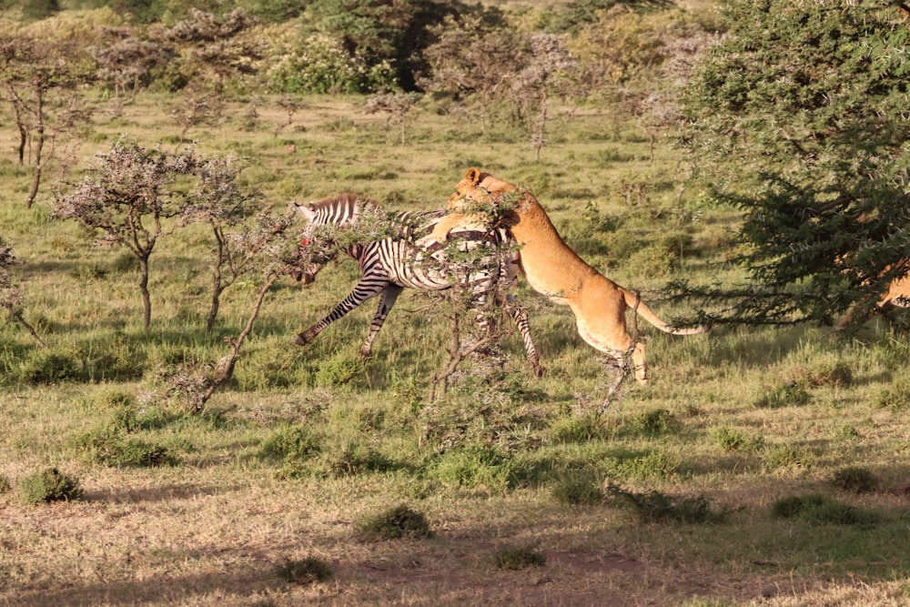 a couple of animals that are in the grass