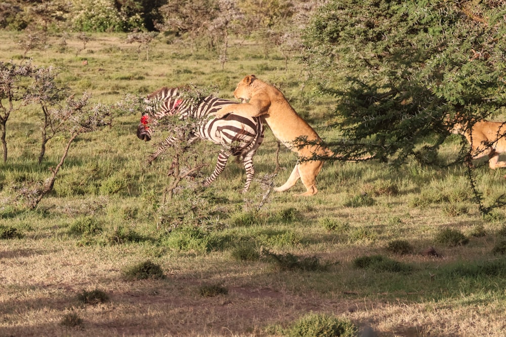 a lion and a zebra in a grassy field
