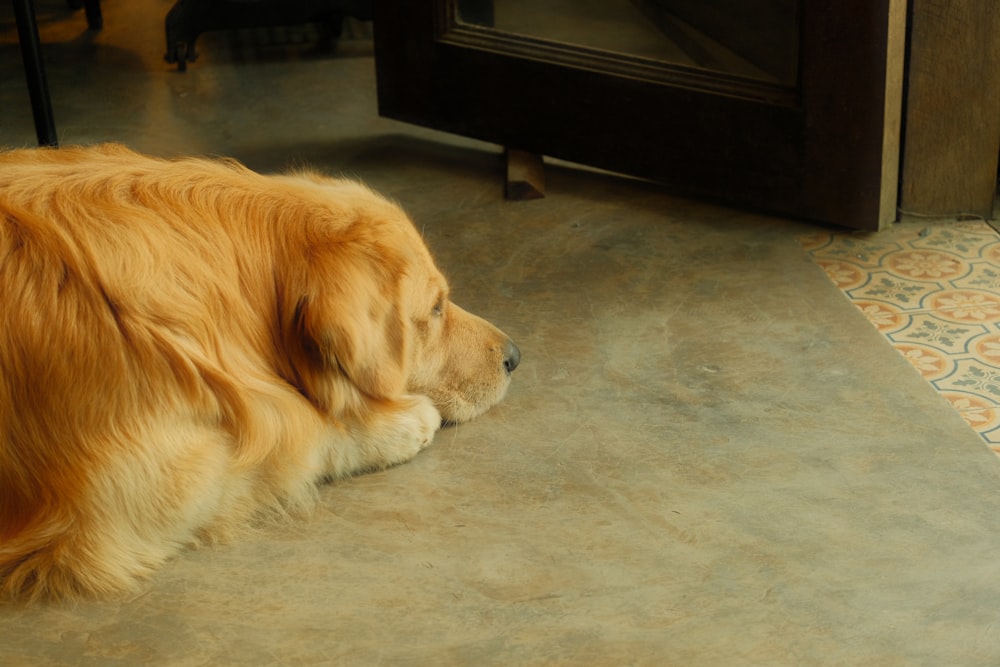 a golden retriever laying on the floor in front of a tv