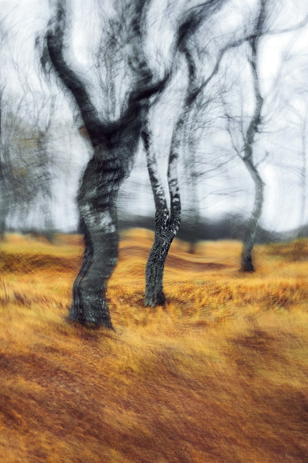 a blurry photo of trees in a field