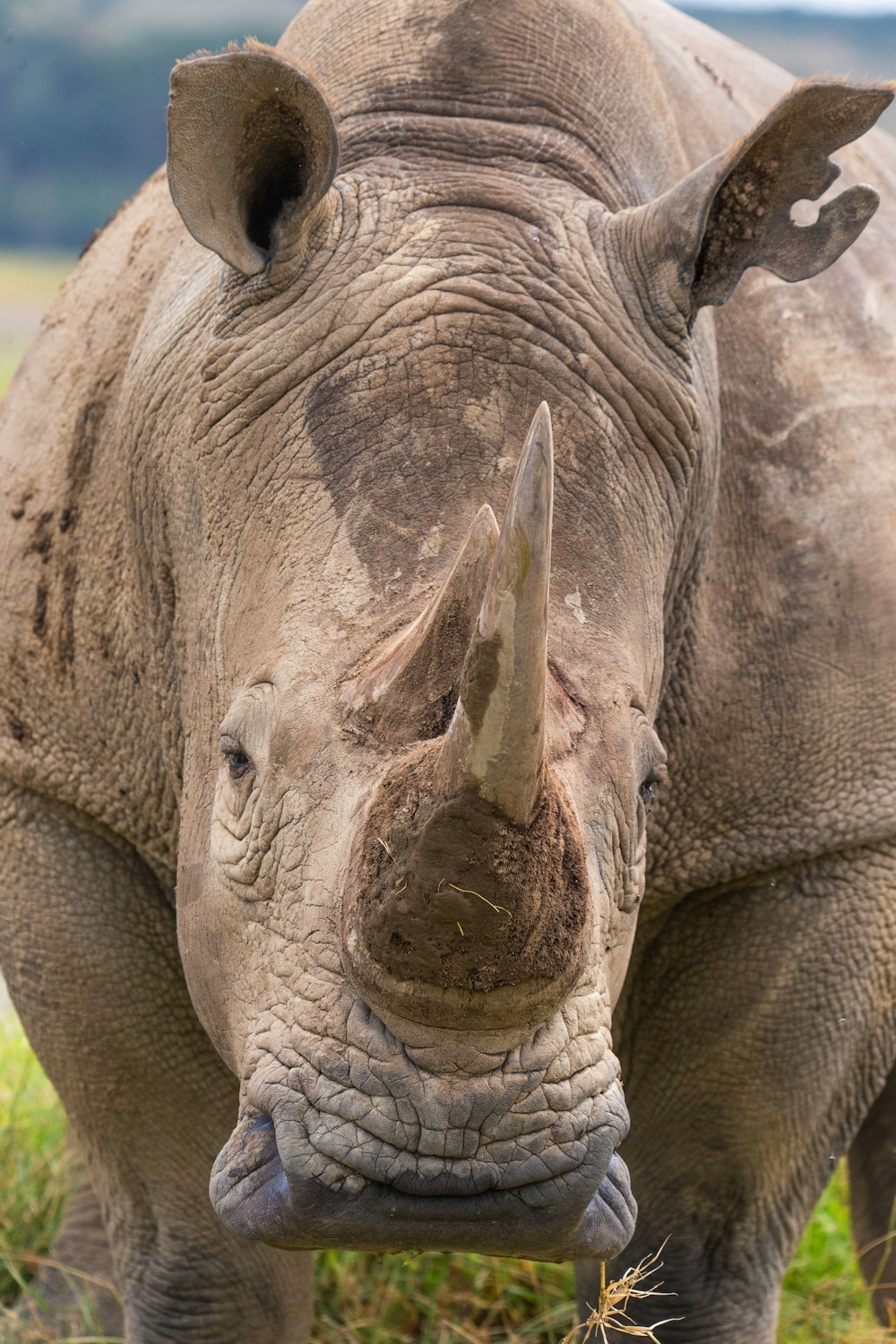a close up of a rhinoceros eating grass