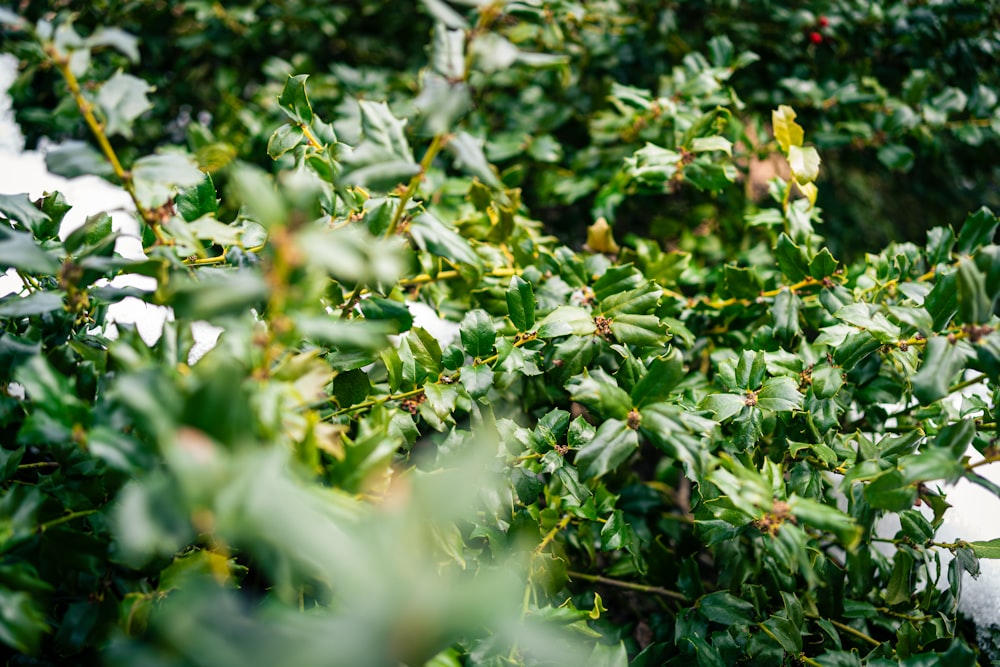 a bunch of green leaves on a tree