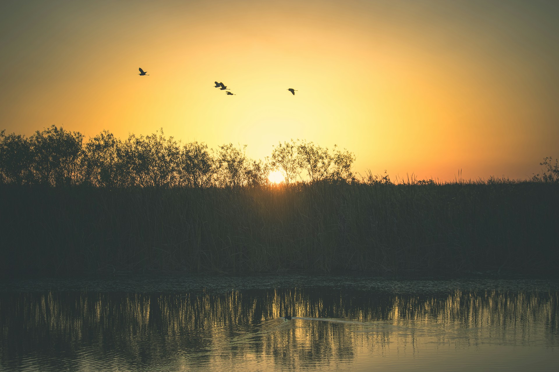 birds flying over a body of water at sunset