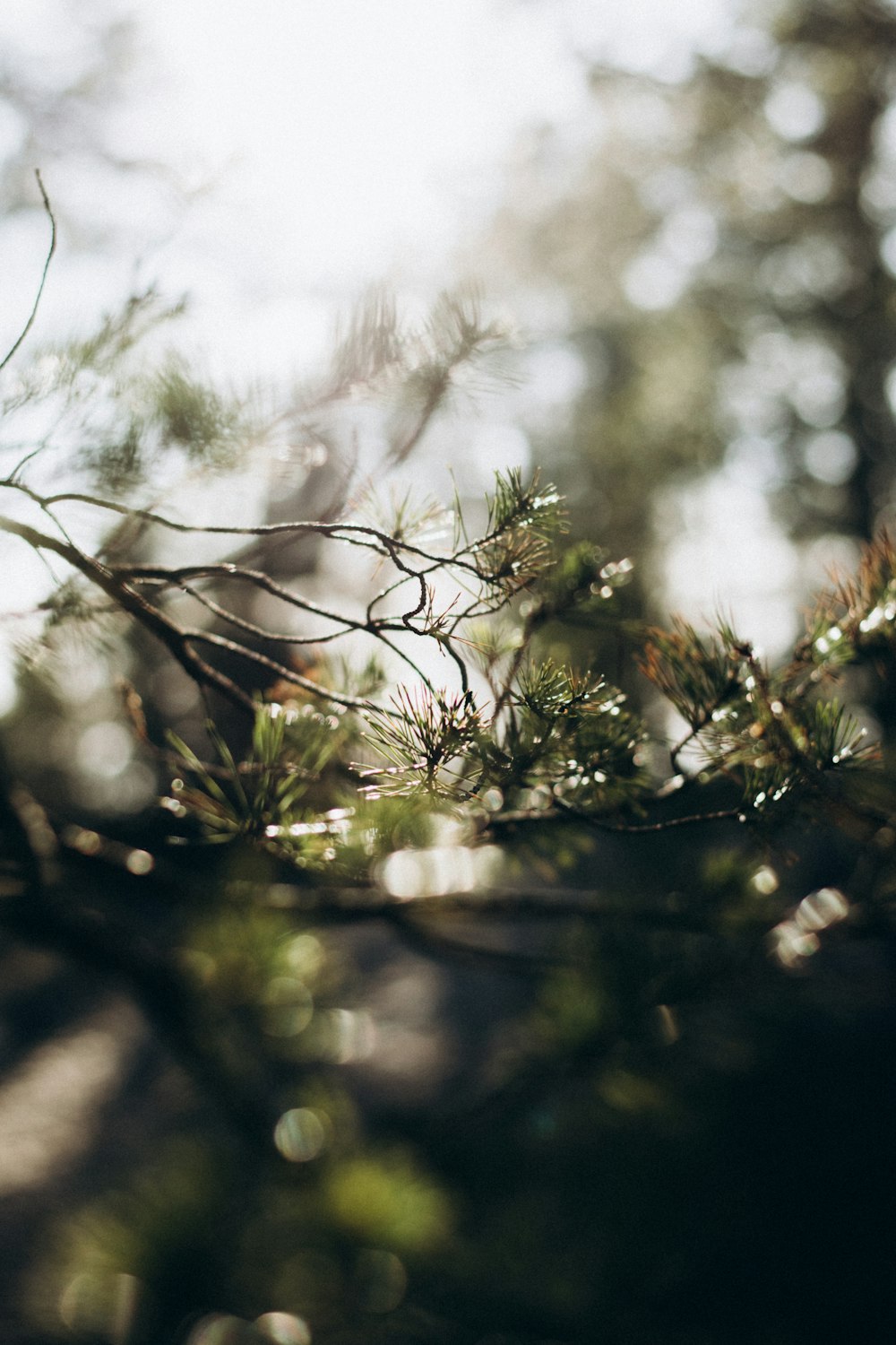 a close up of a tree branch with water droplets on it