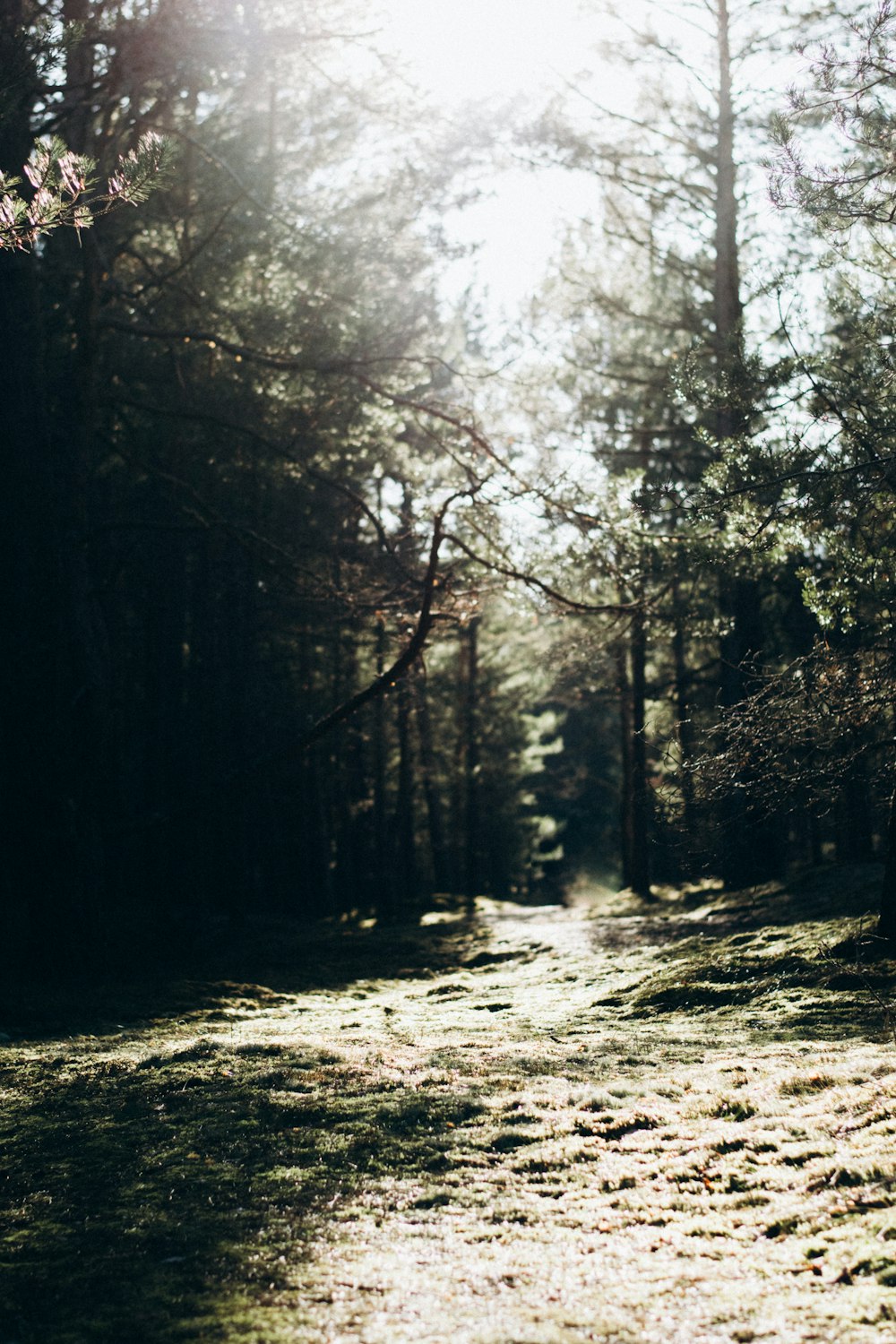 a dirt road in the middle of a forest