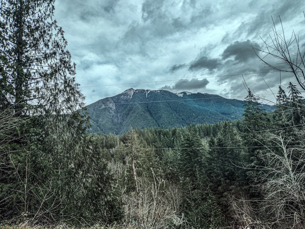 a view of a mountain range from a wooded area