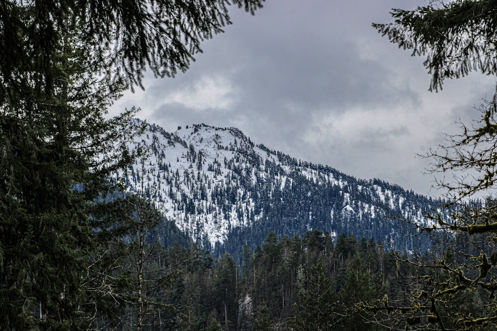 a snow covered mountain is seen through the trees