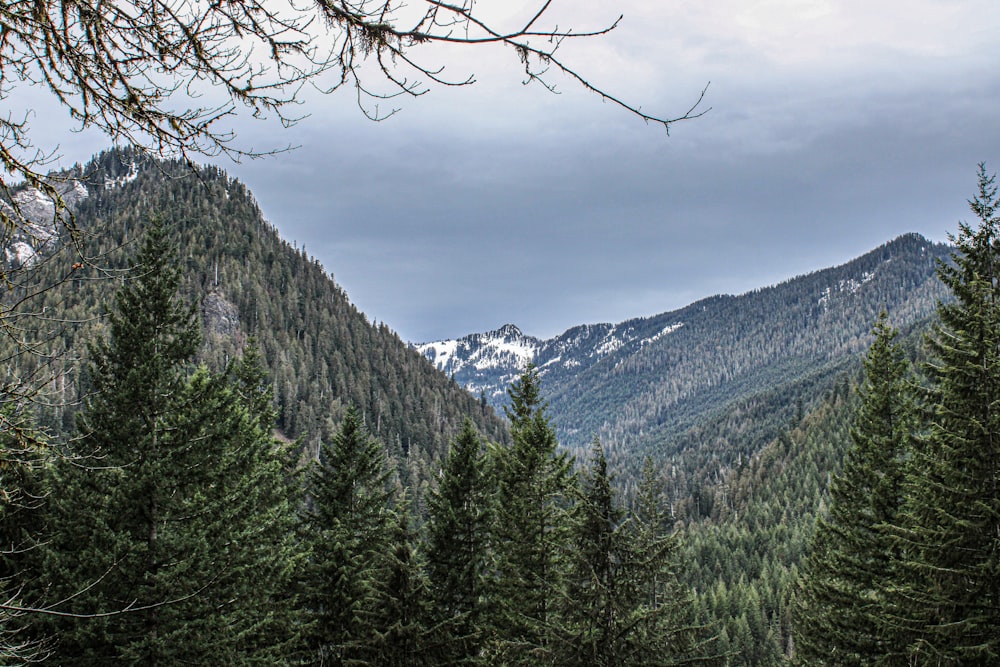 a forest filled with lots of tall green trees