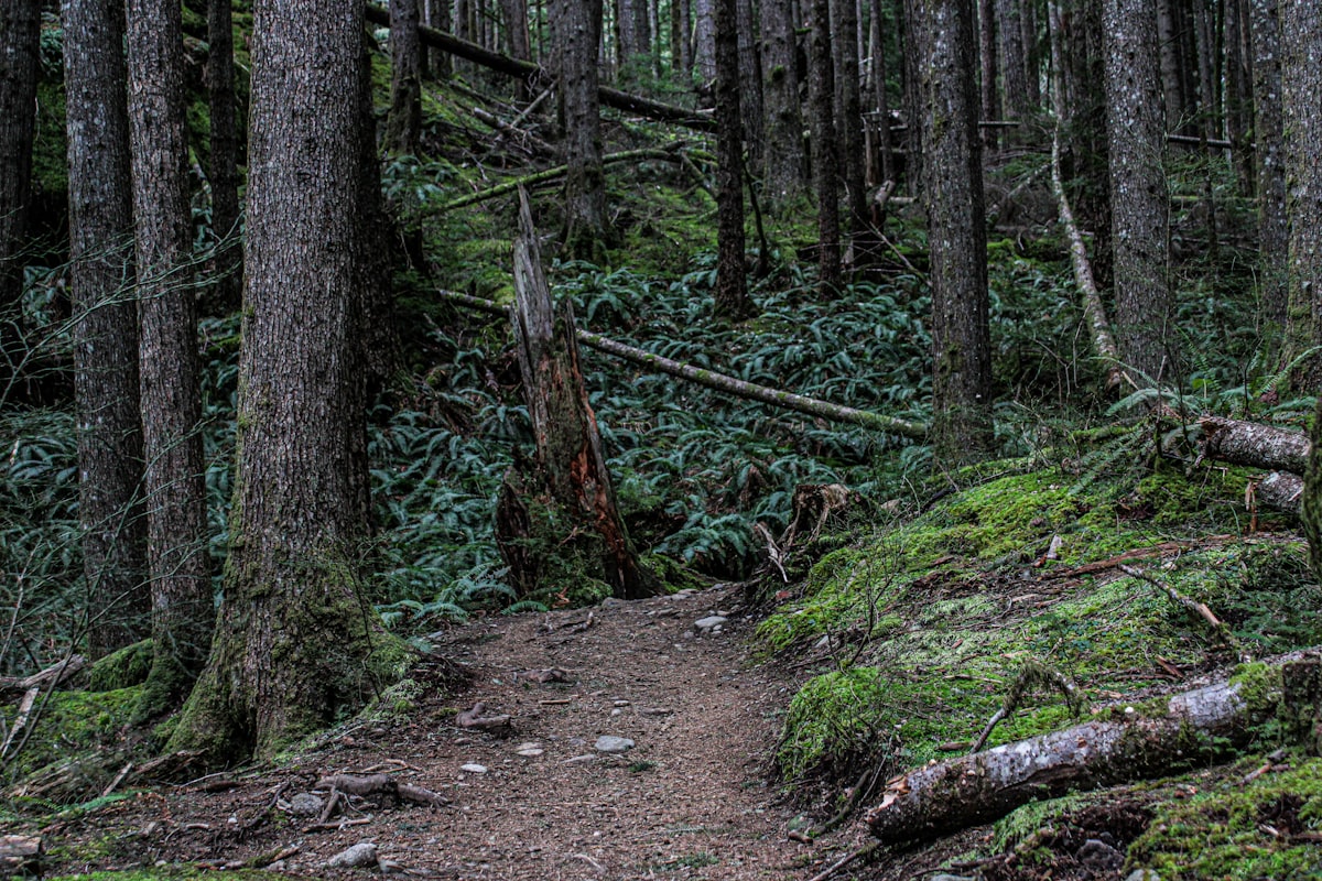 A well-worn trail winding through a forest, like the neural pathways of a deeply ingrained habit