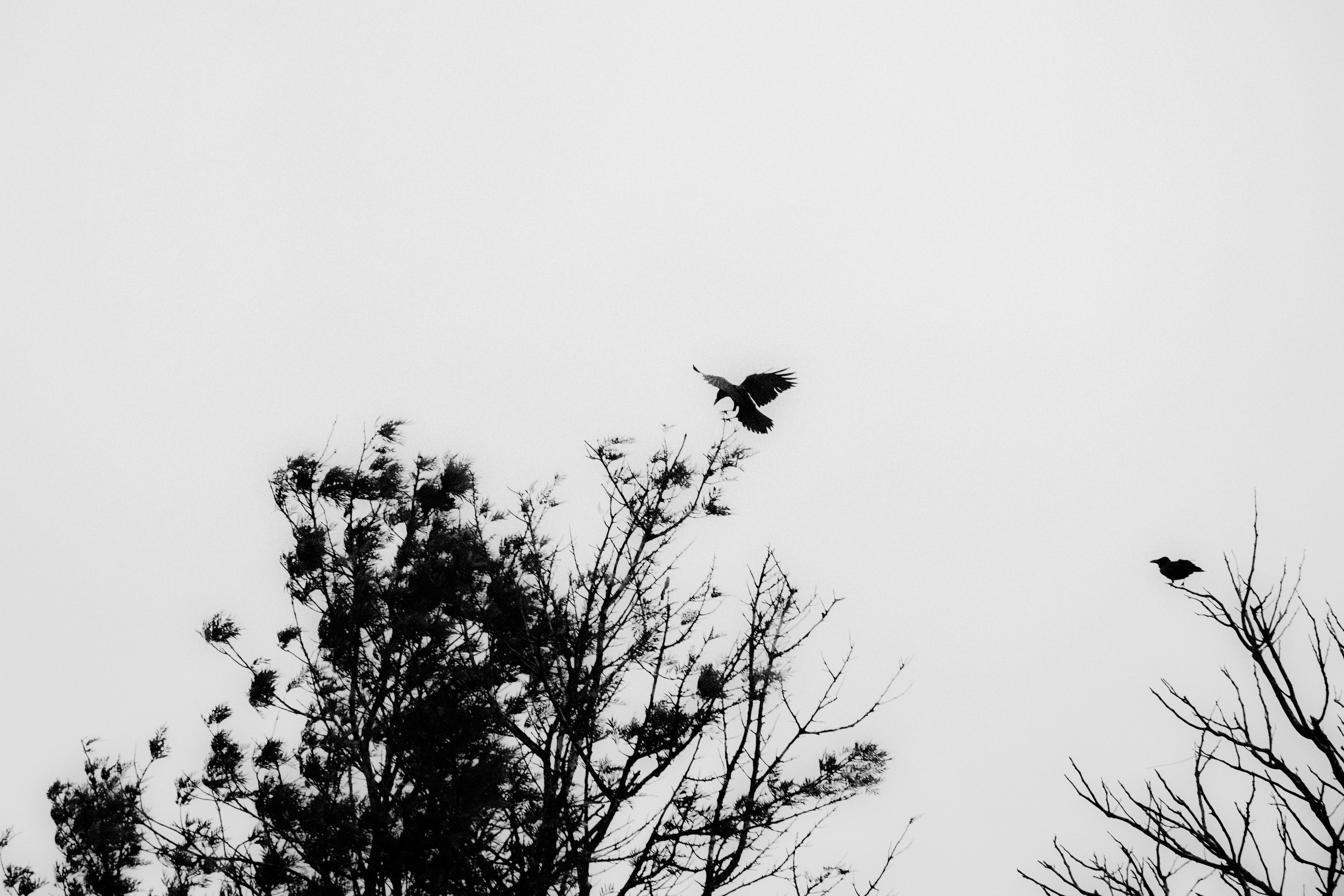 Photo by srikrishnan2611