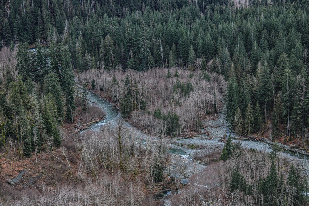 a river running through a forest filled with lots of trees