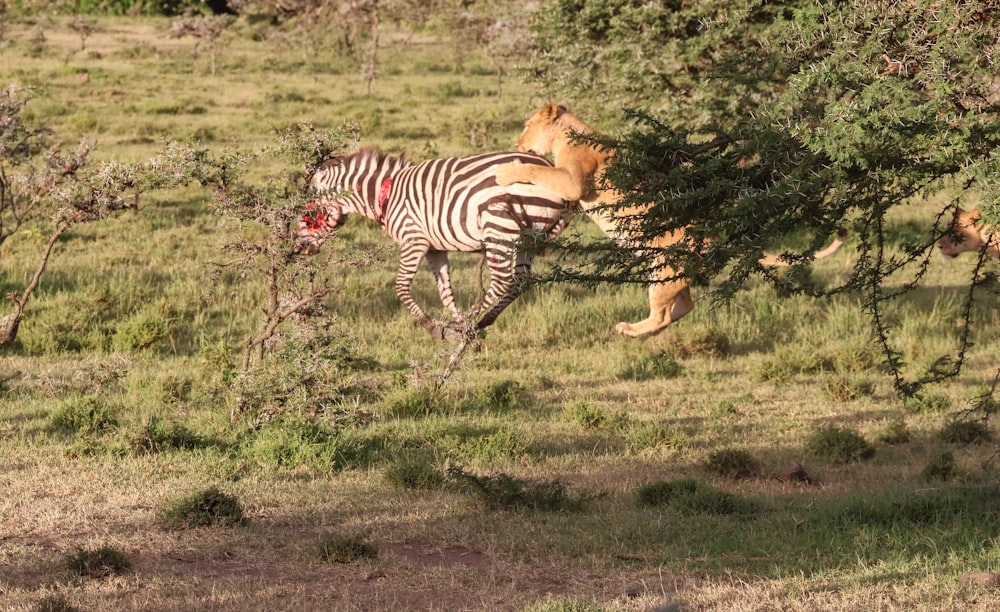 a couple of zebras that are standing in the grass