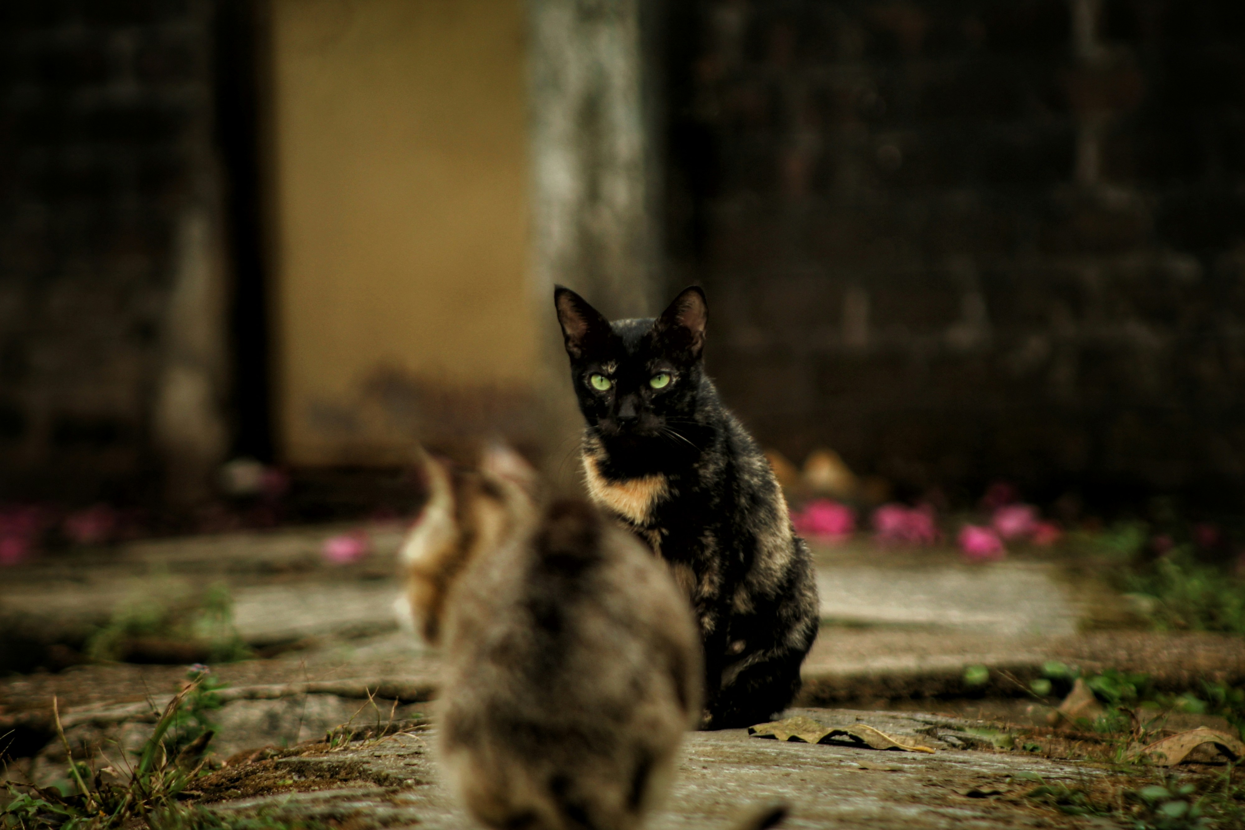 a couple of cats that are sitting on the ground