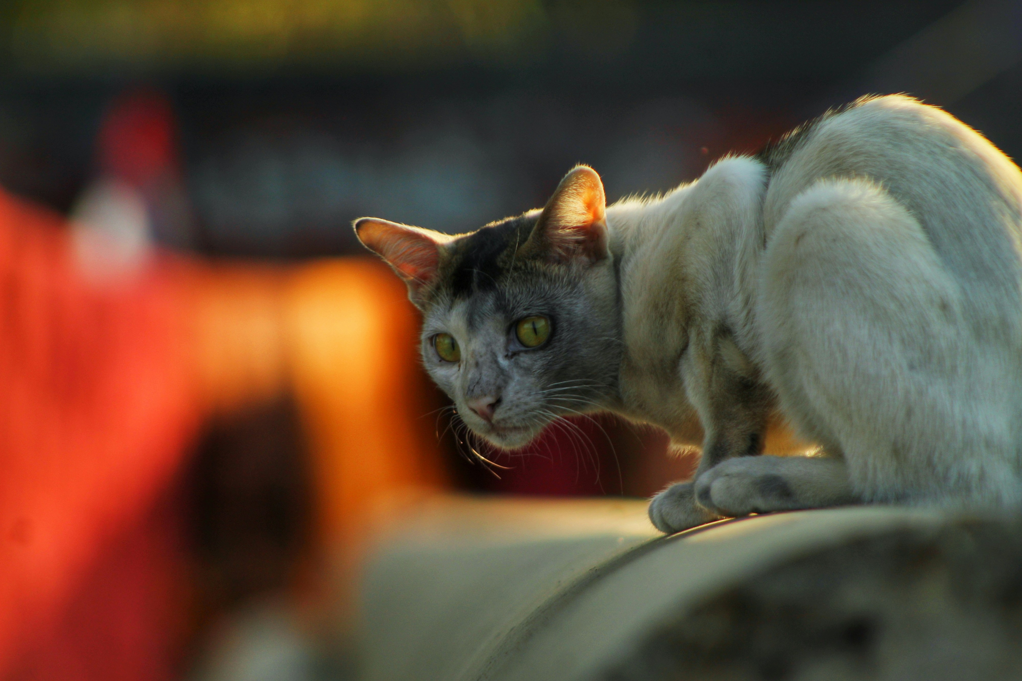 The Mystery of Cat Logic (image credits: unsplash)