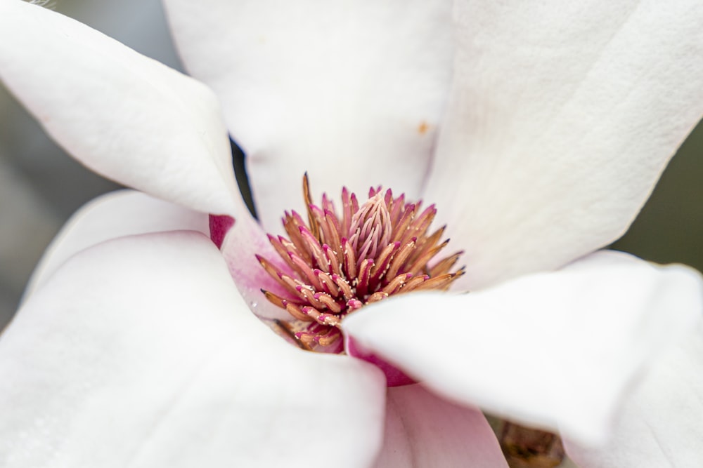 a close up of a white flower with a red center