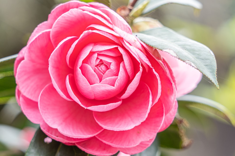 a close up of a pink flower with leaves