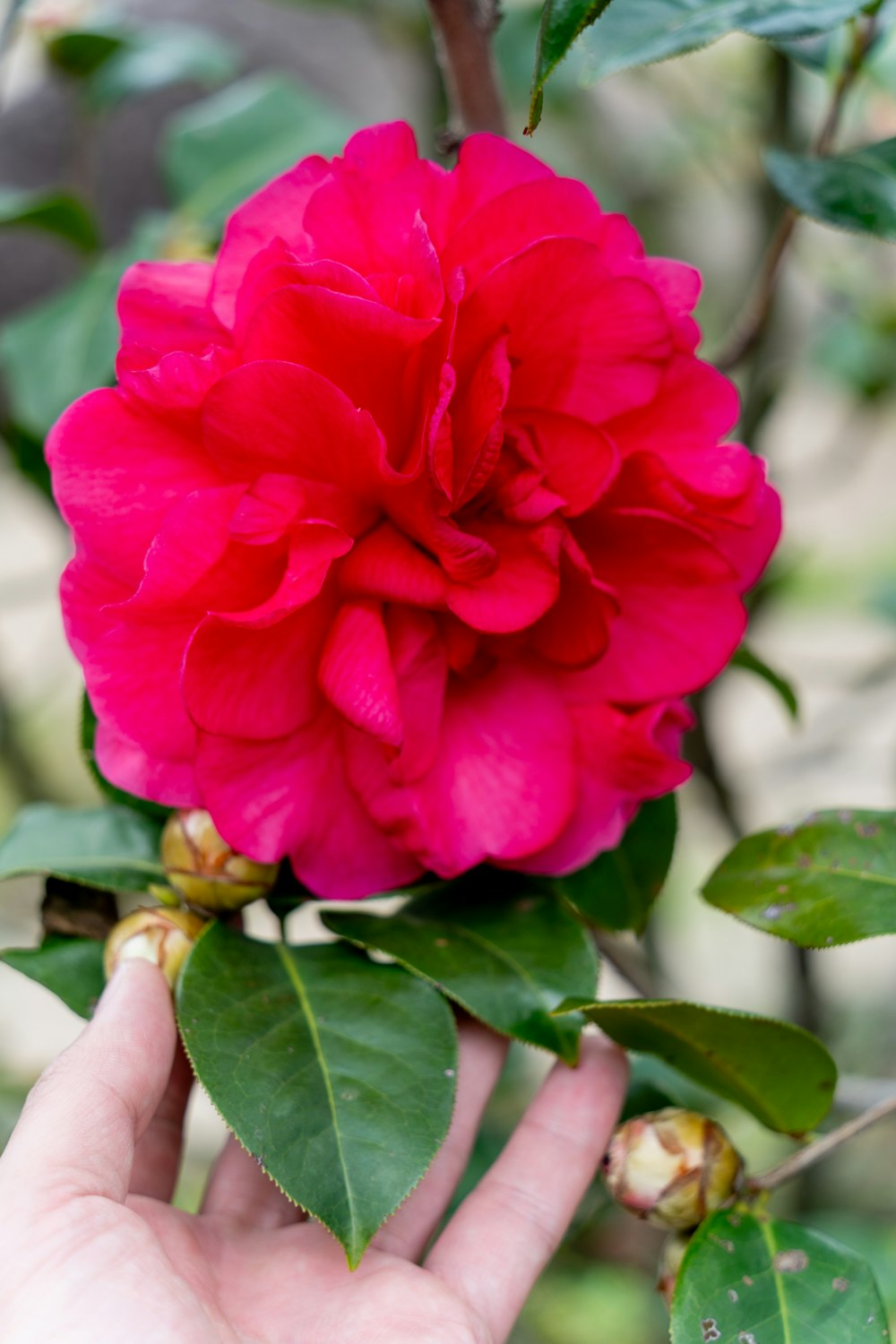 a person holding a pink flower in their hand