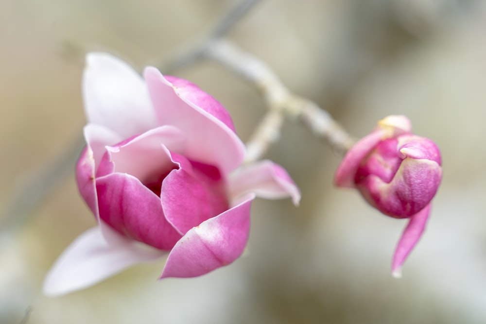 a close up of a pink flower on a branch