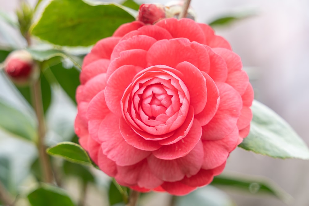 a pink flower with green leaves on a branch