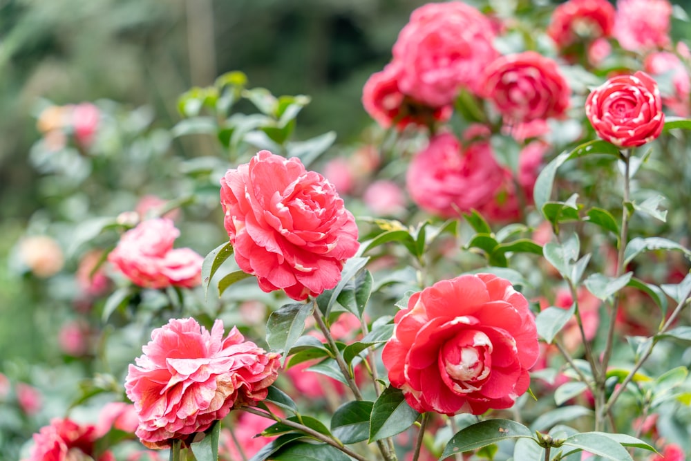 a bush of red flowers with green leaves