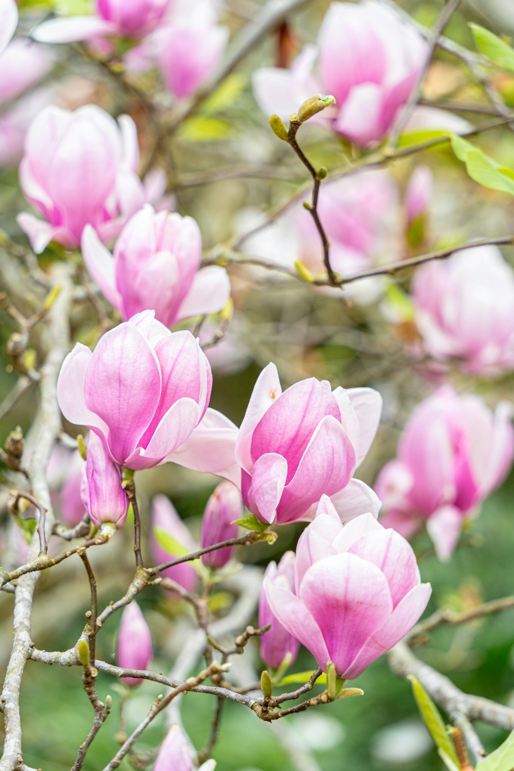 a bunch of pink flowers that are on a tree