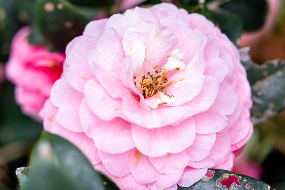 un primer plano de una flor rosa en una planta